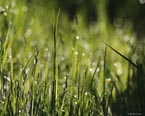 grass